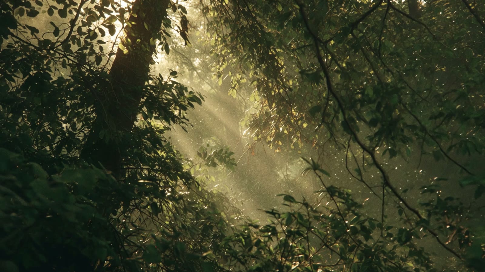 Forest at dawn